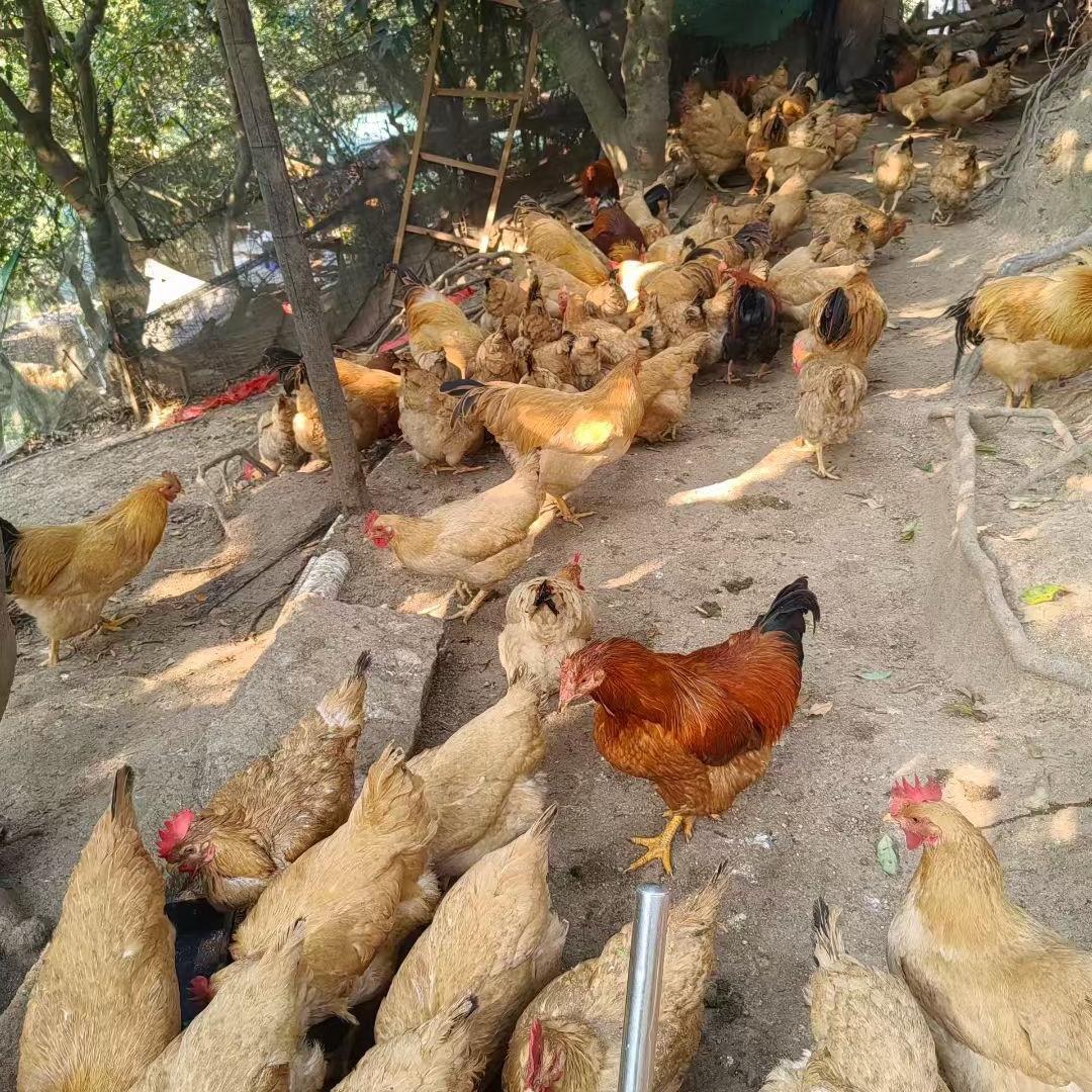 荔枝林小助手