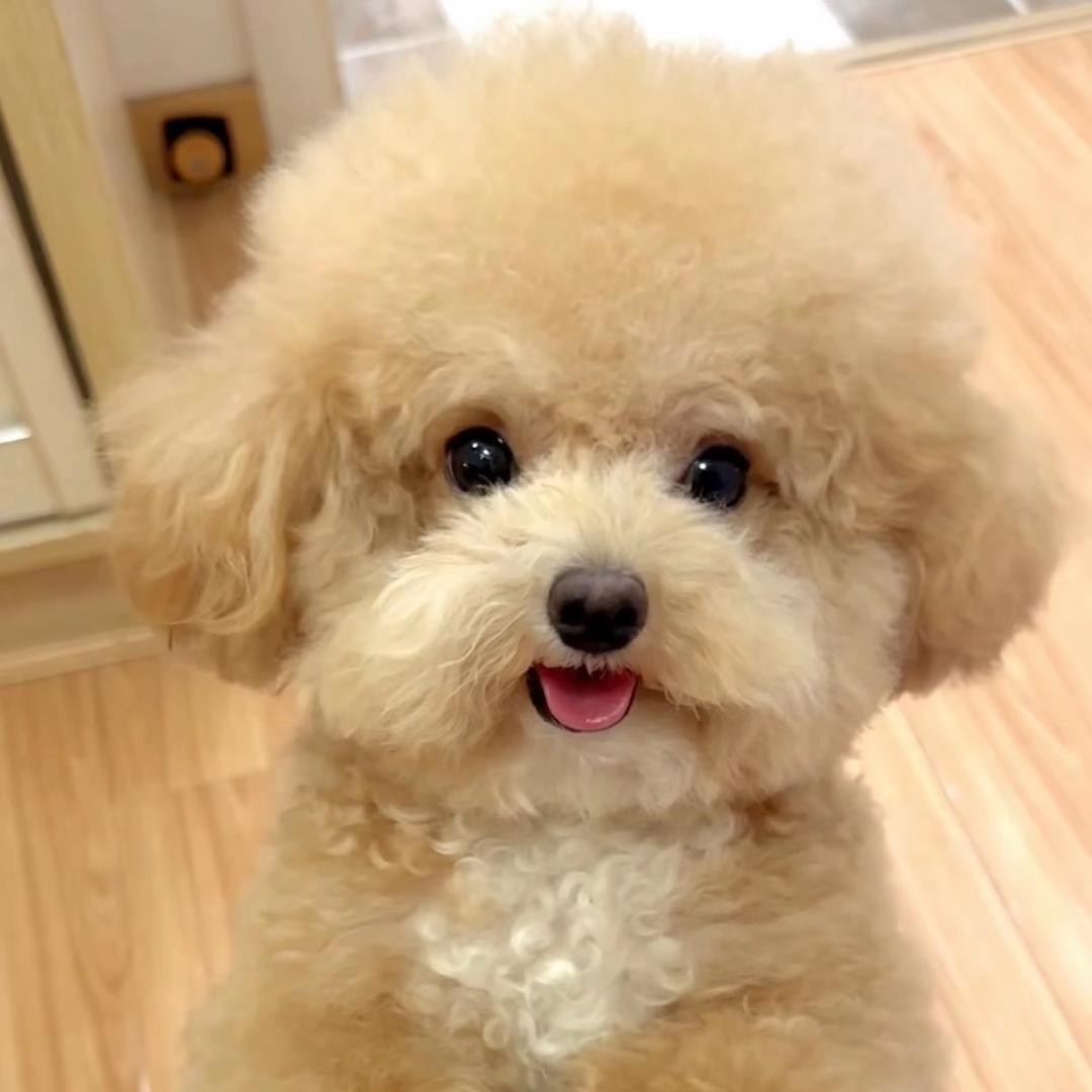 钱多多（泰迪熊🧸）