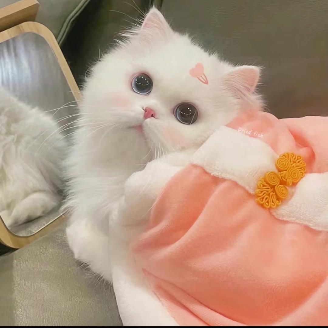 趴趴猫舍