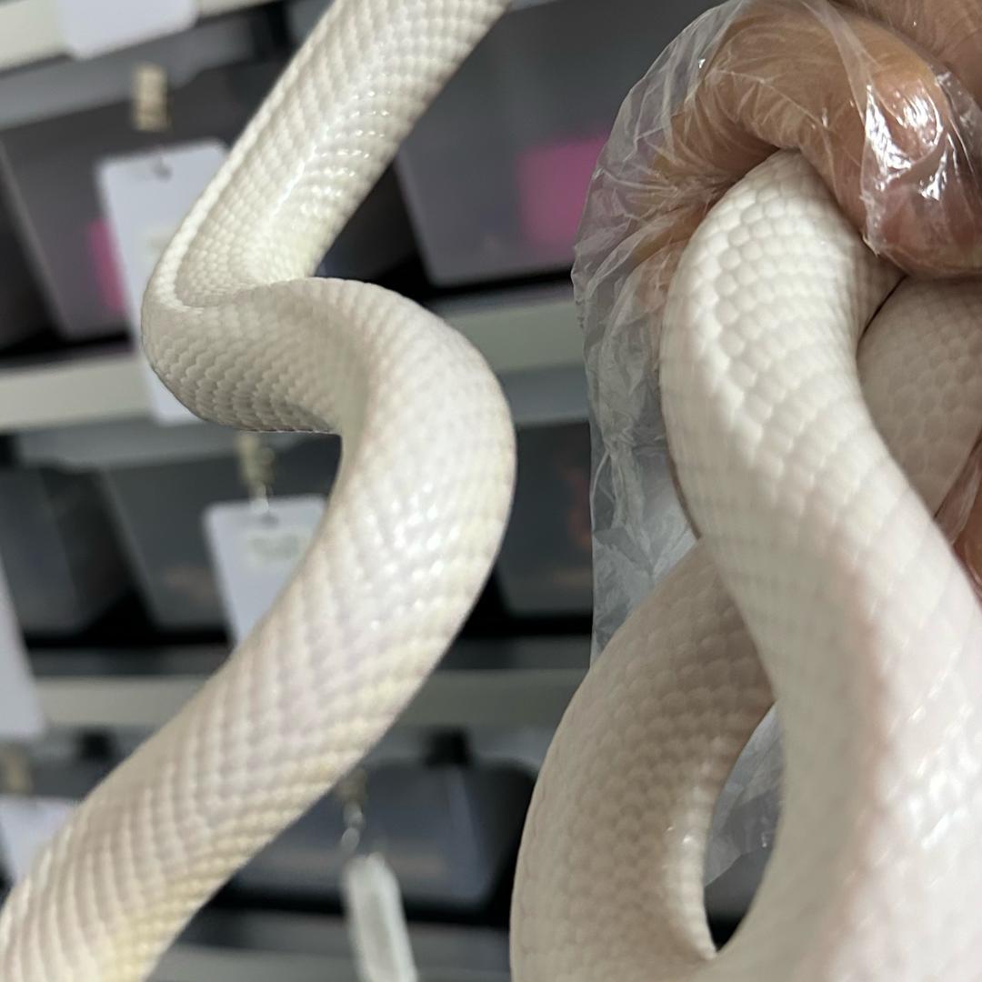 無名snake