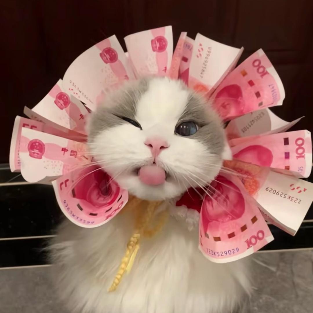 凡凡家的12只猫和狗