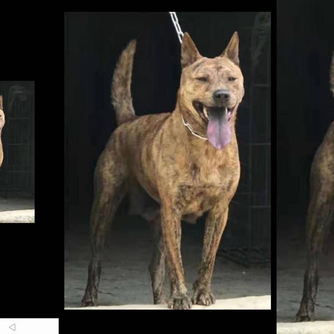 广西虎斑犬大鱼