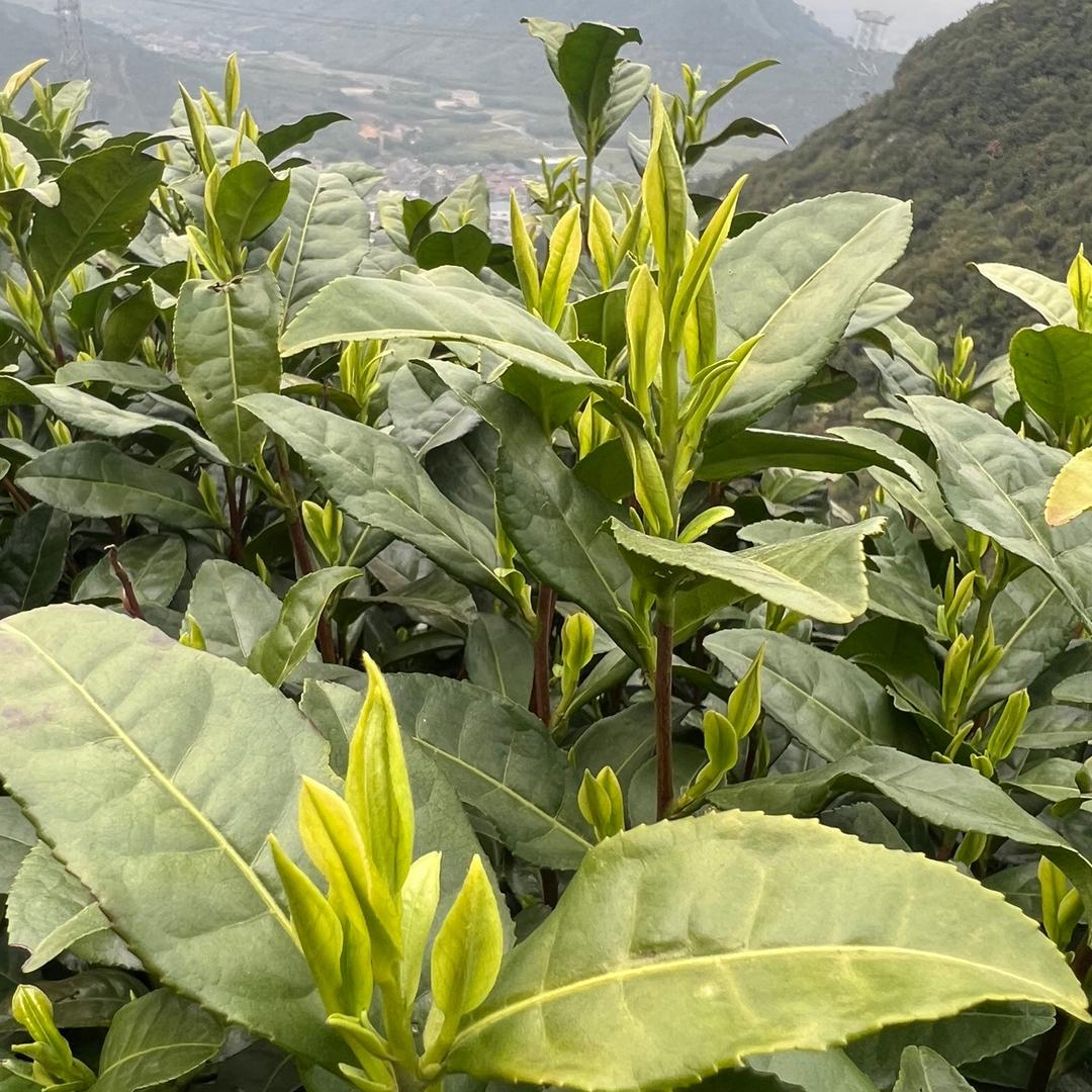 安吉县春胜茶场