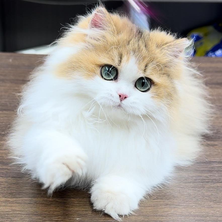 猫掌门猫哥