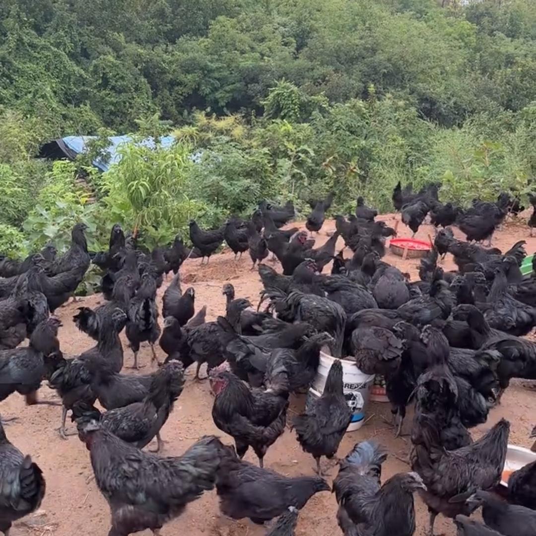 我是养鸡的