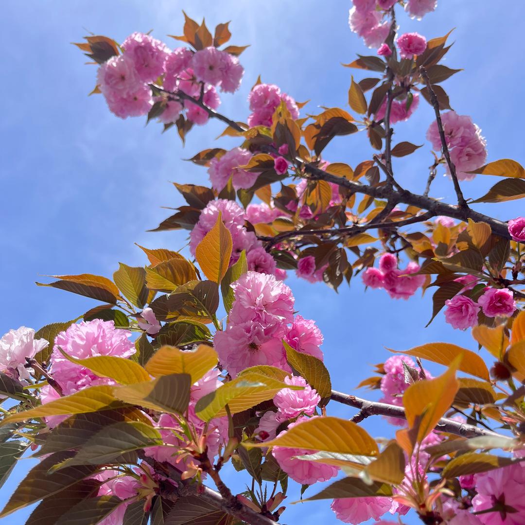 暴富暴瘦的美少女