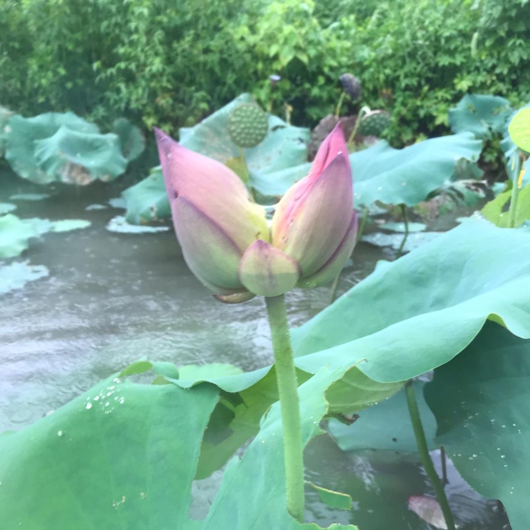 浦江小龙虾垂钓园