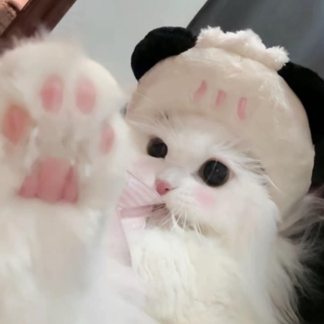 不要再bb了