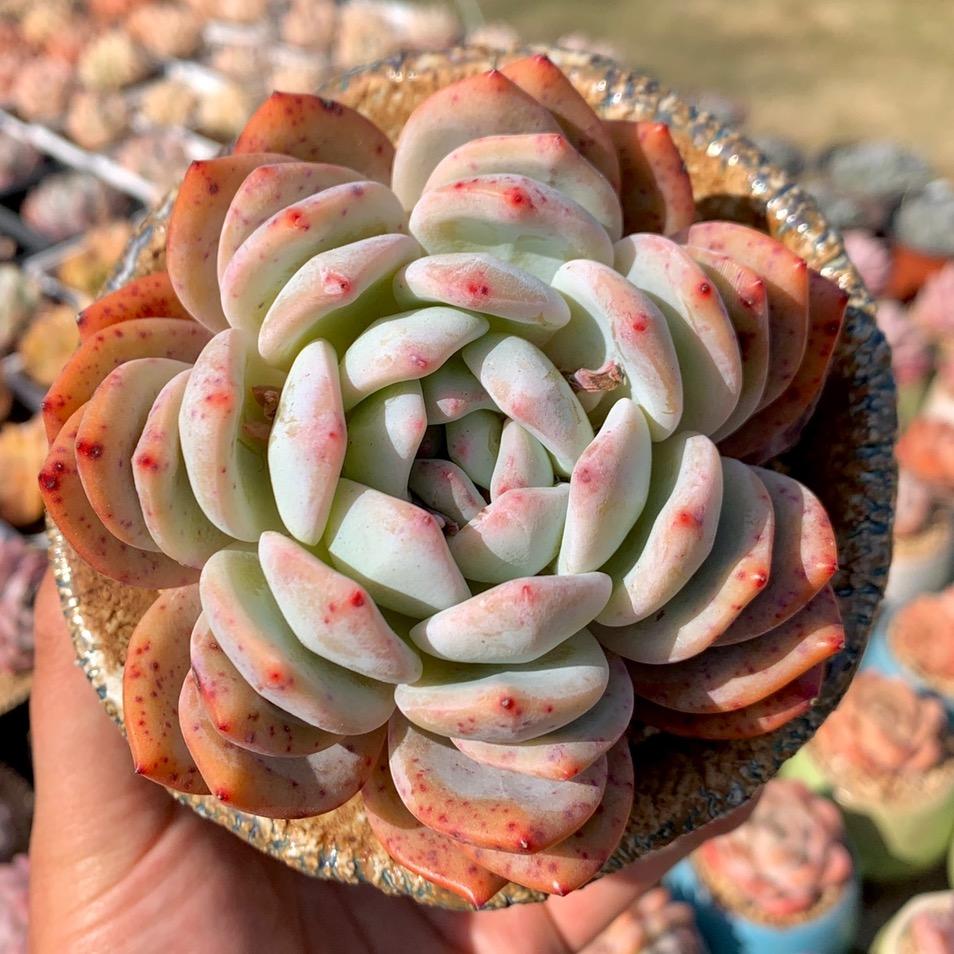 张秀才爱多肉