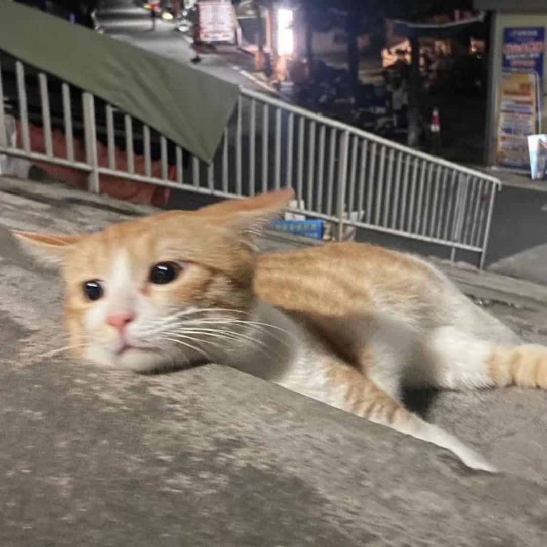 氿安