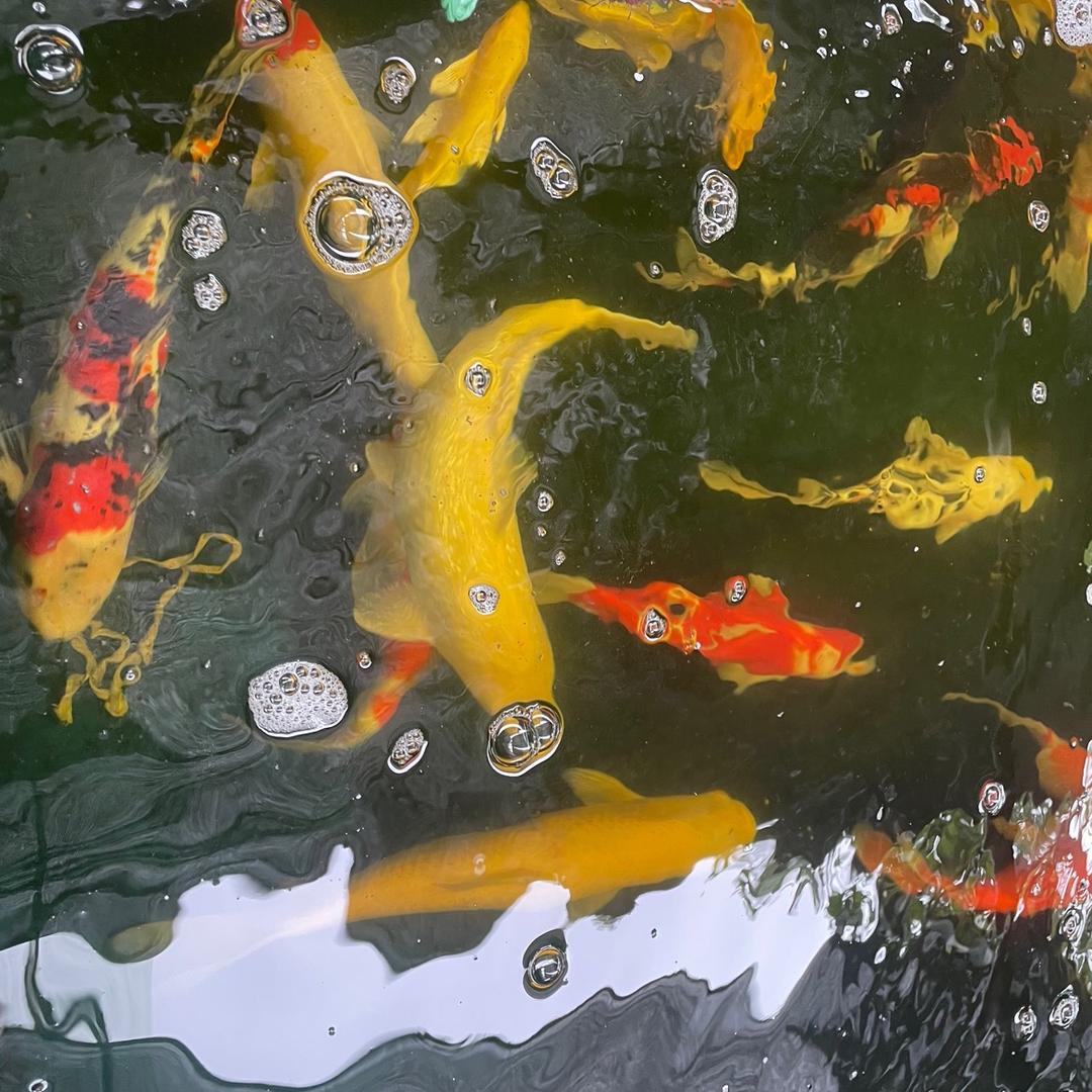 飞隆锦鲤养殖场