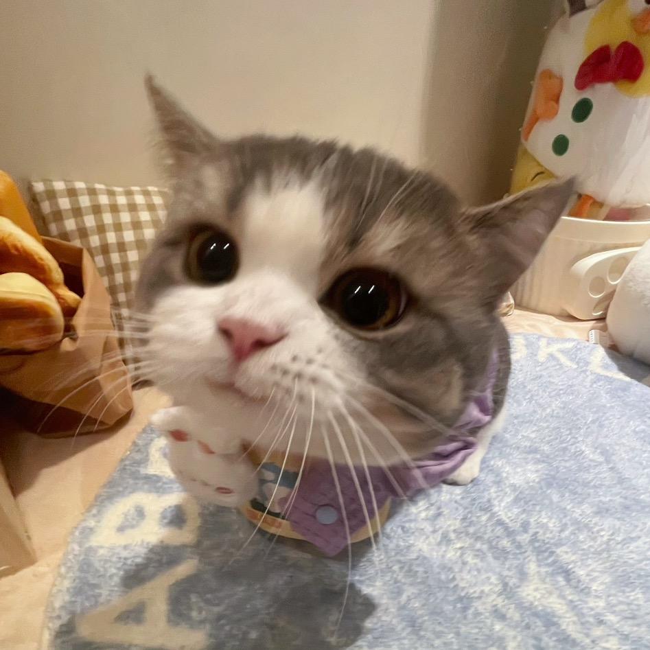 猫小司