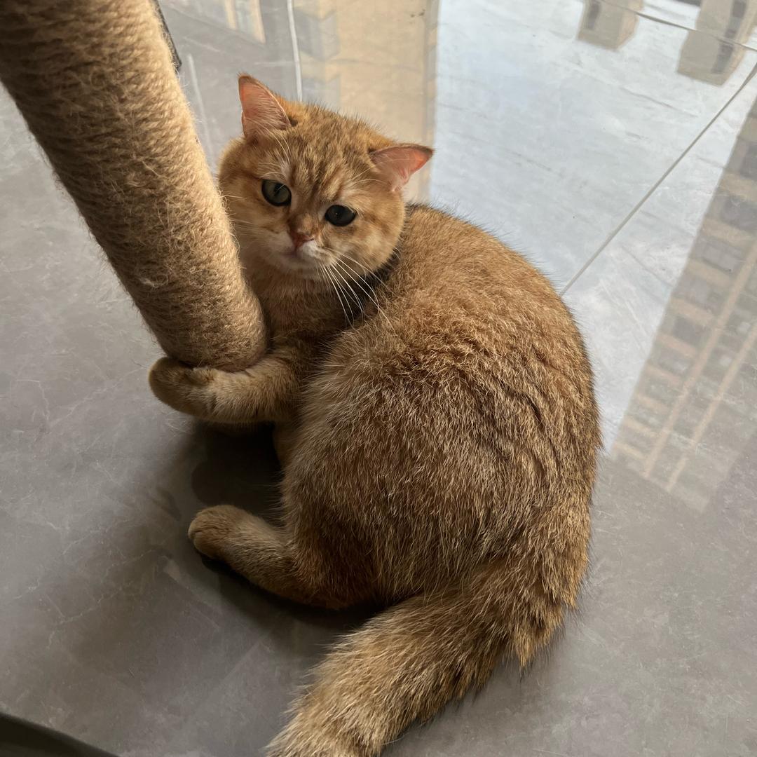 多放辣椒酱🌶️🐸