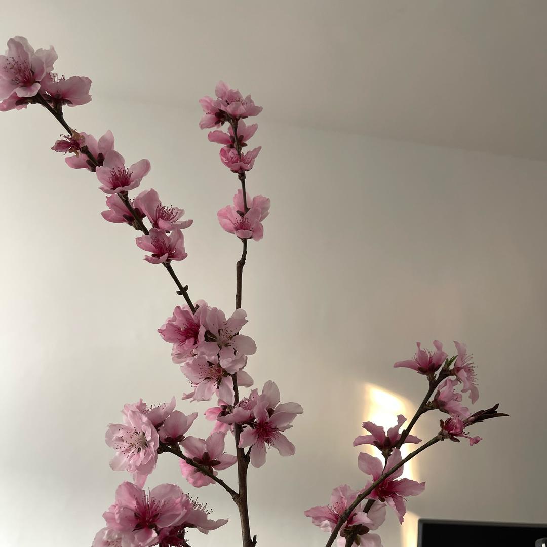 明天