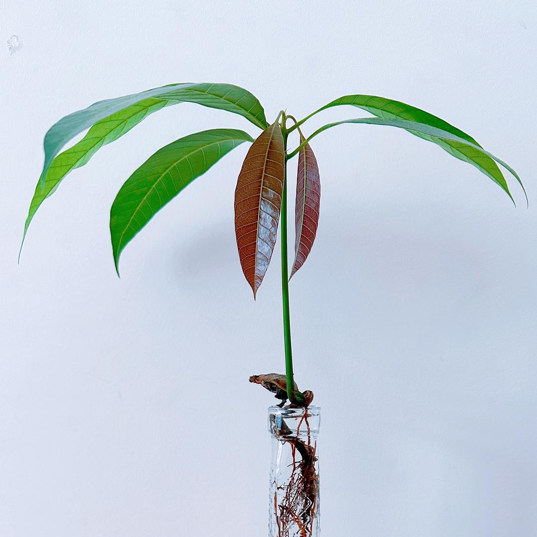 夏沫、