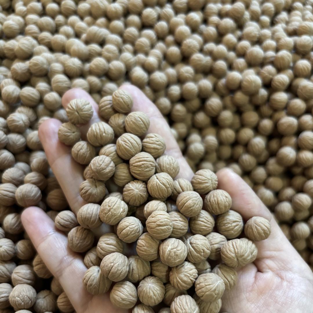 官庄塬猴头散籽批发