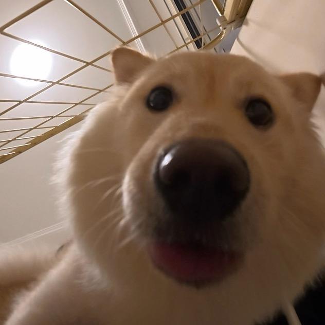 土松面面🐕