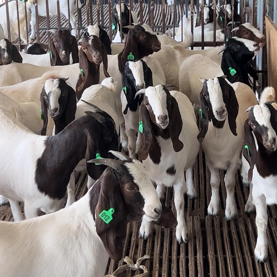 通许县扬扬波尔山羊养殖基地