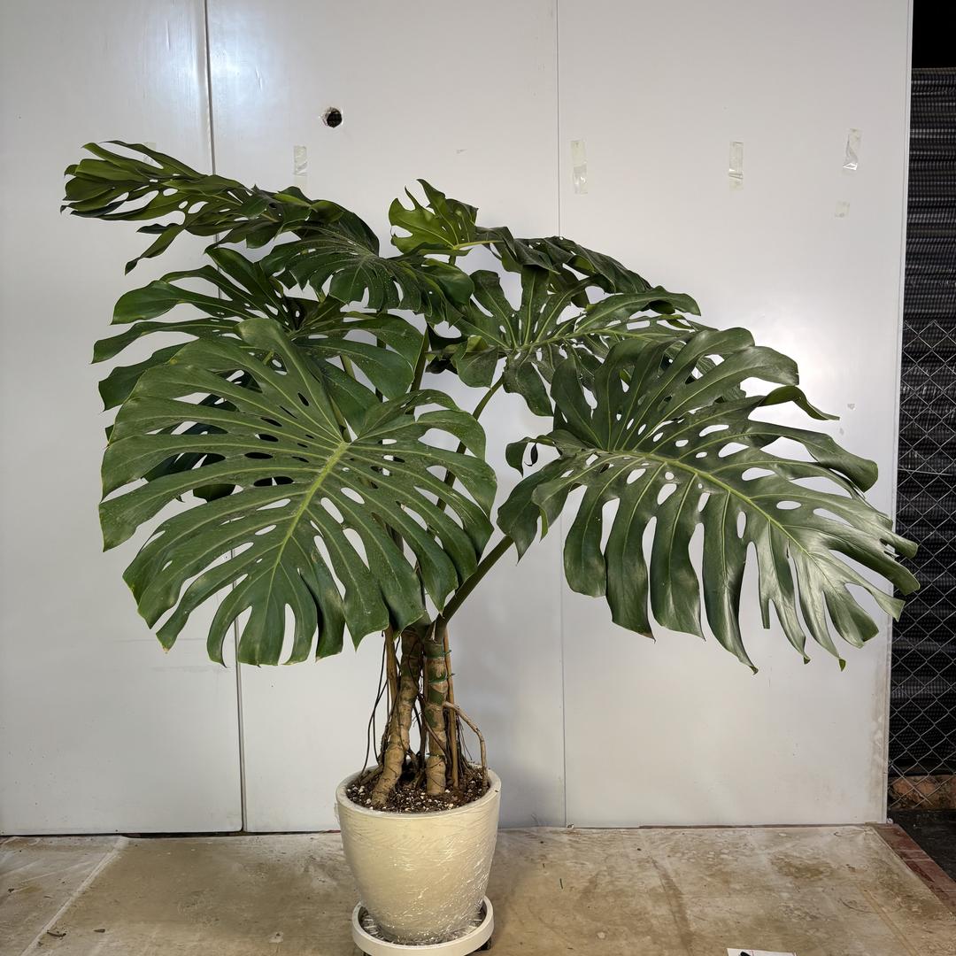 八零花艺坊
