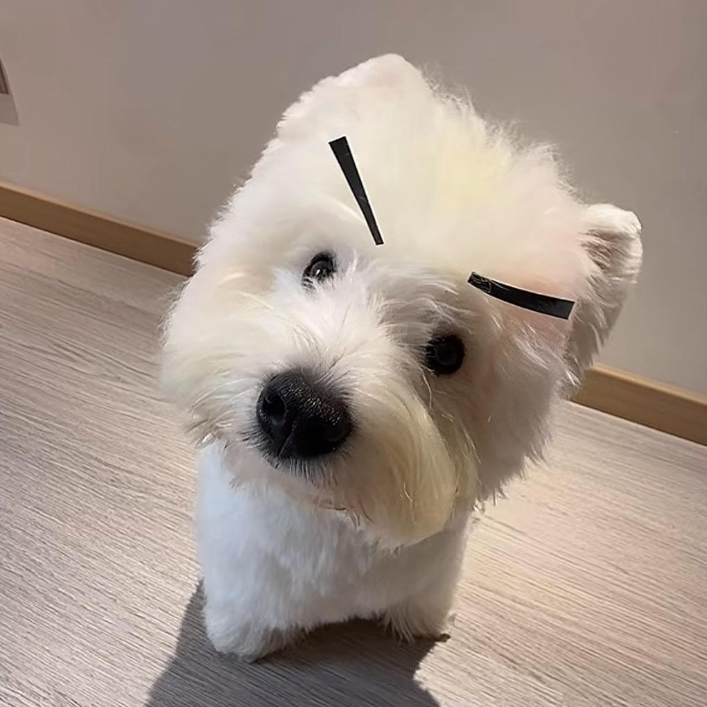 屋里小鸡