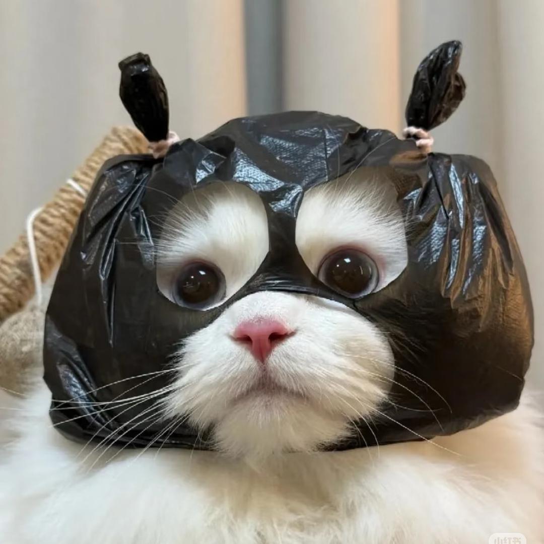皮隔挠