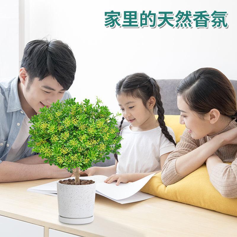 植缘花趣