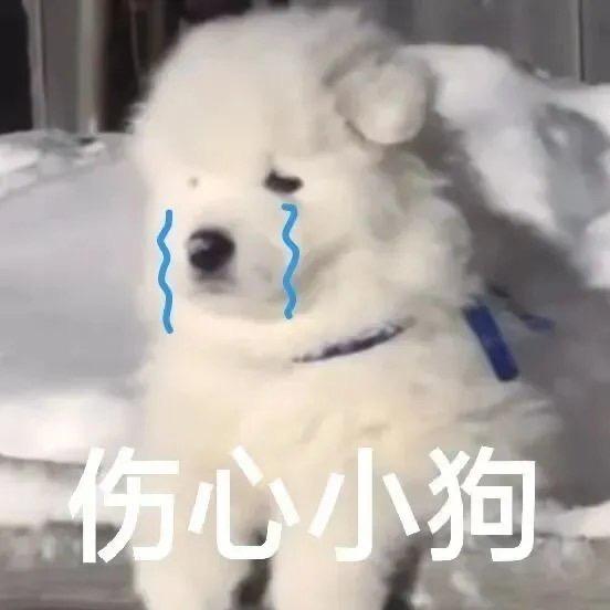 理想🐶