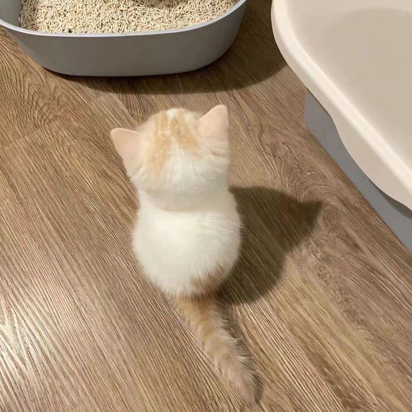 Kitty怡.