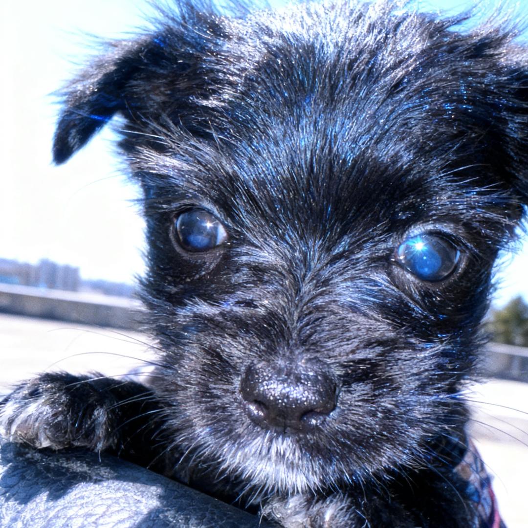 今天也有点🐘你