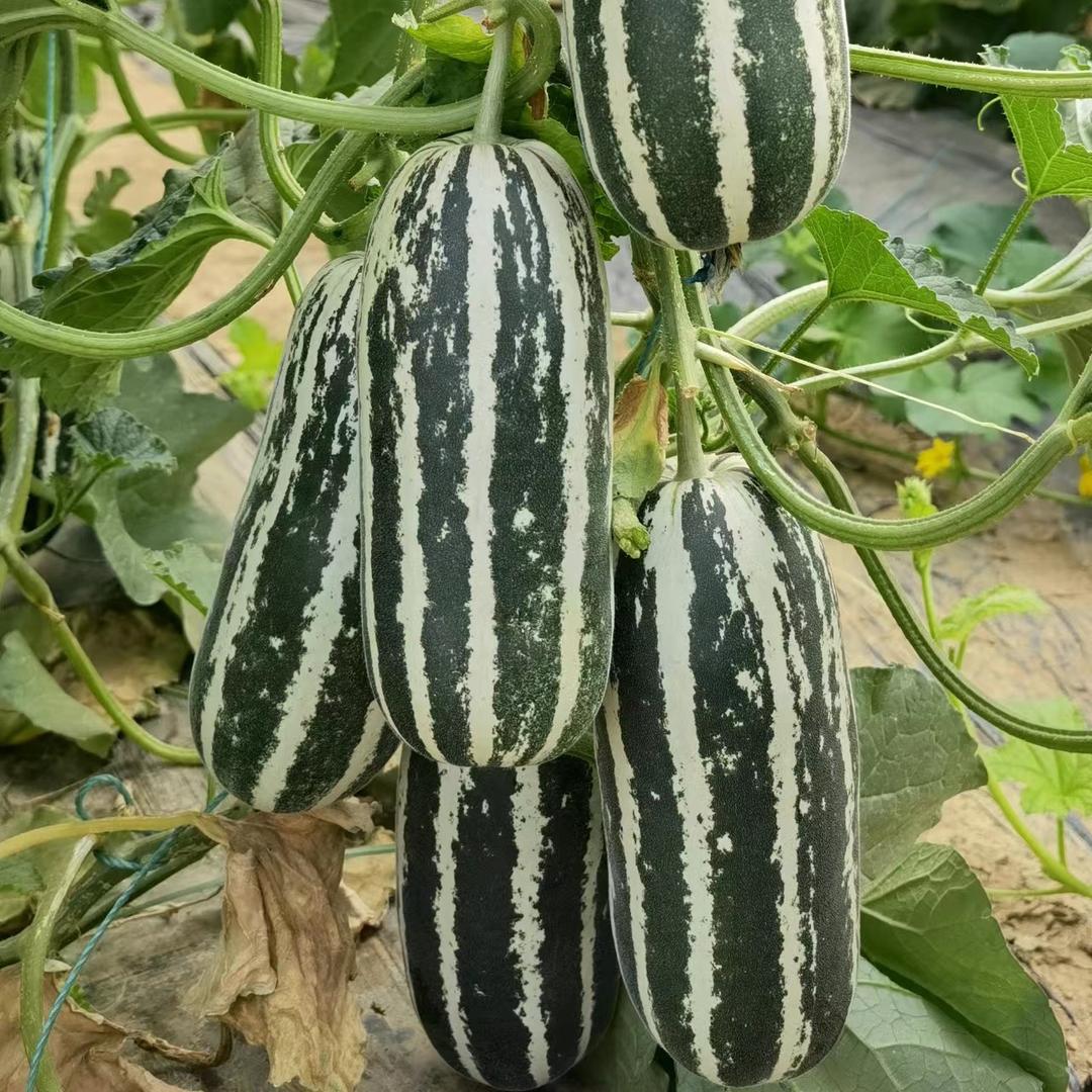 甜瓜种植中心