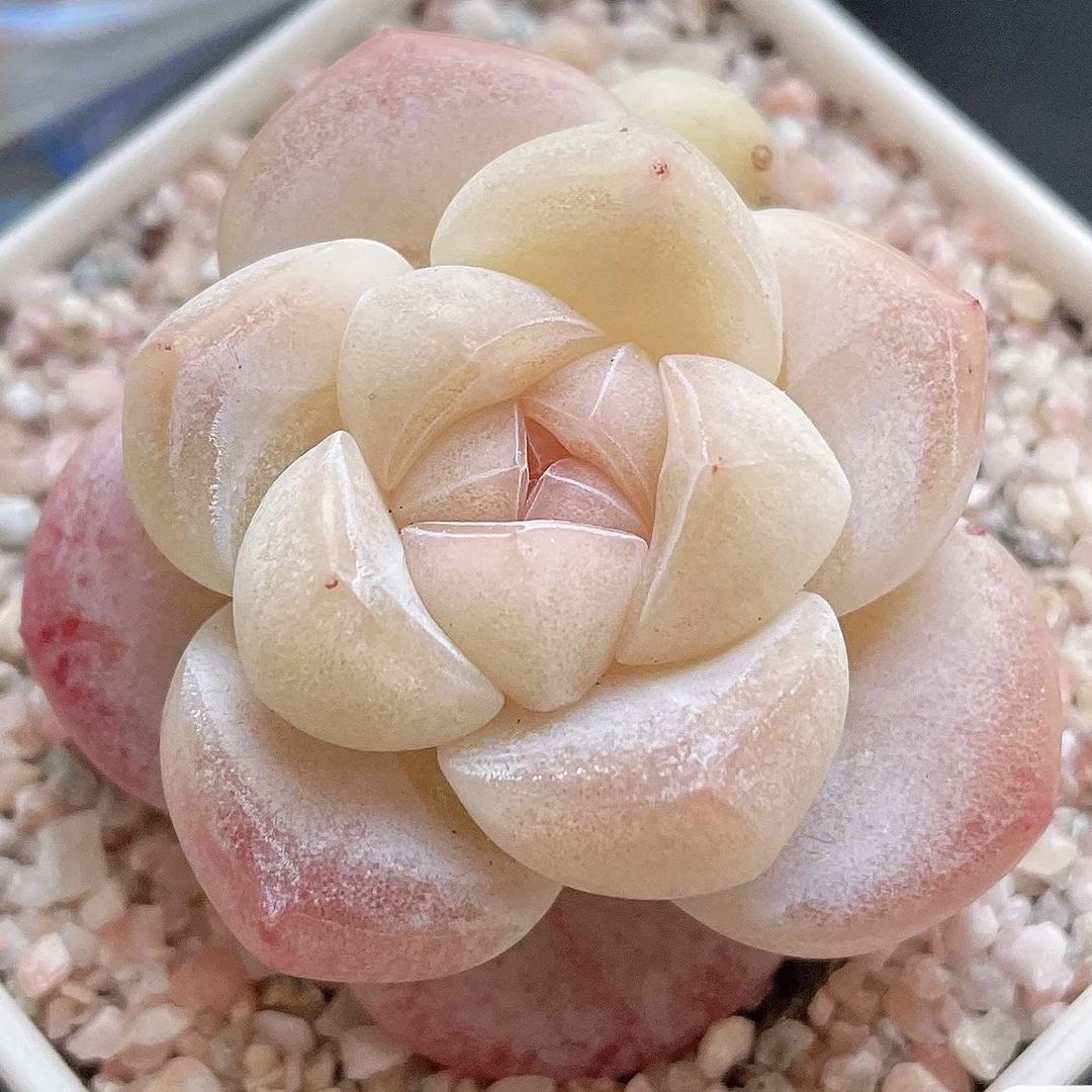 千里月