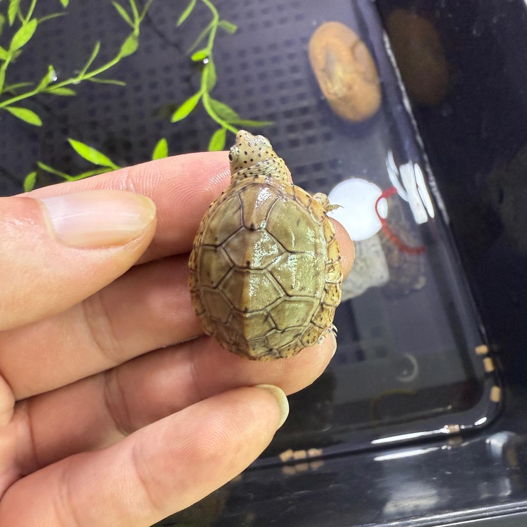 戒烟戒酒不戒🐢🐢🐢