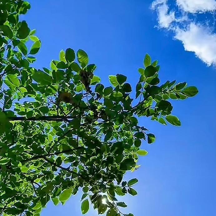 阳阳向上