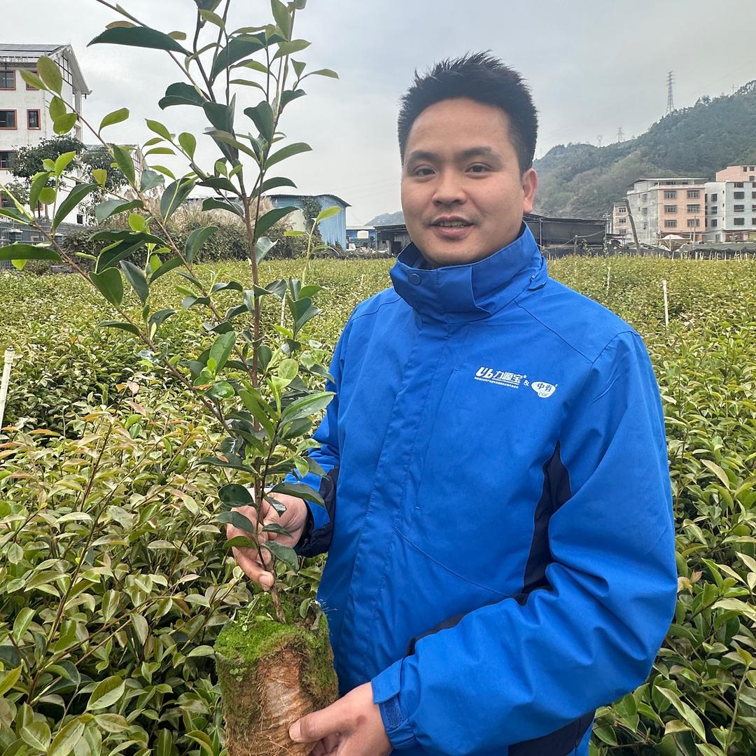 香花油茶小王子