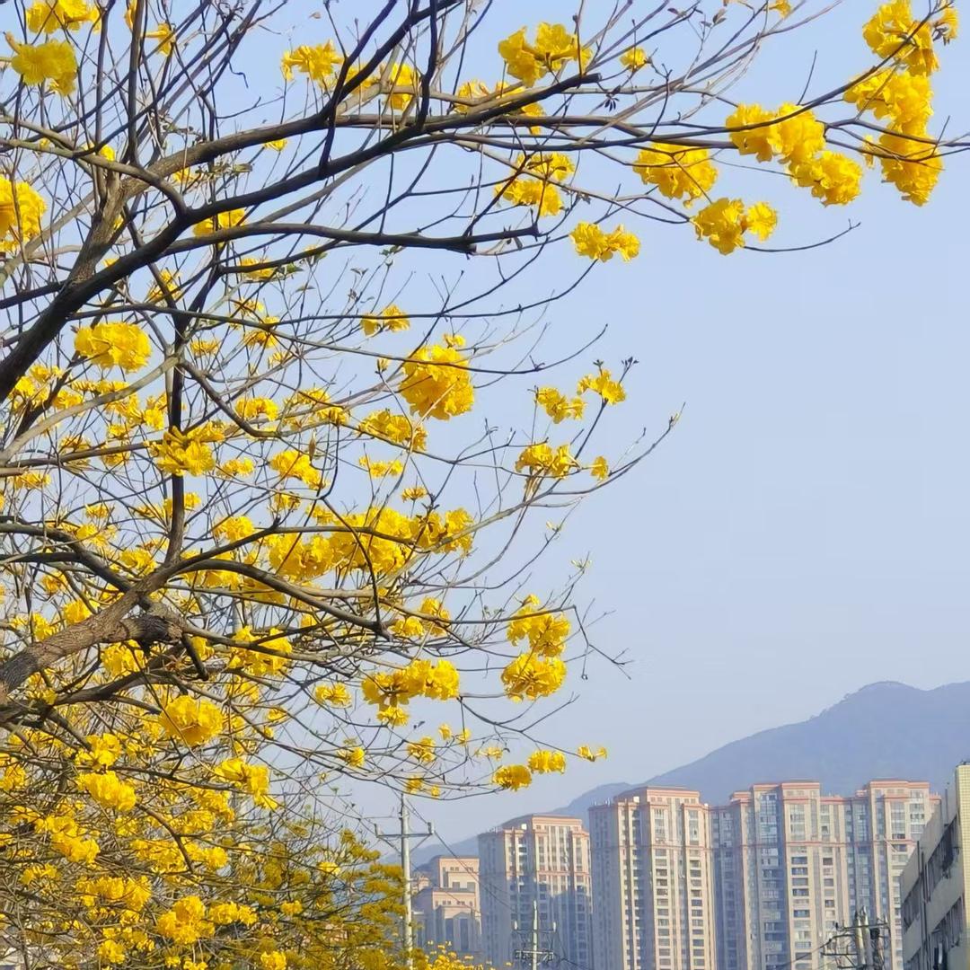 安溪县凤城苔花百货商行