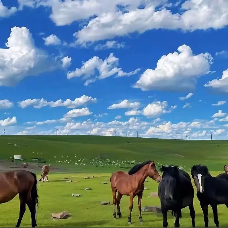 辉腾锡勒百吉纳欢乐部落（民宿美食）