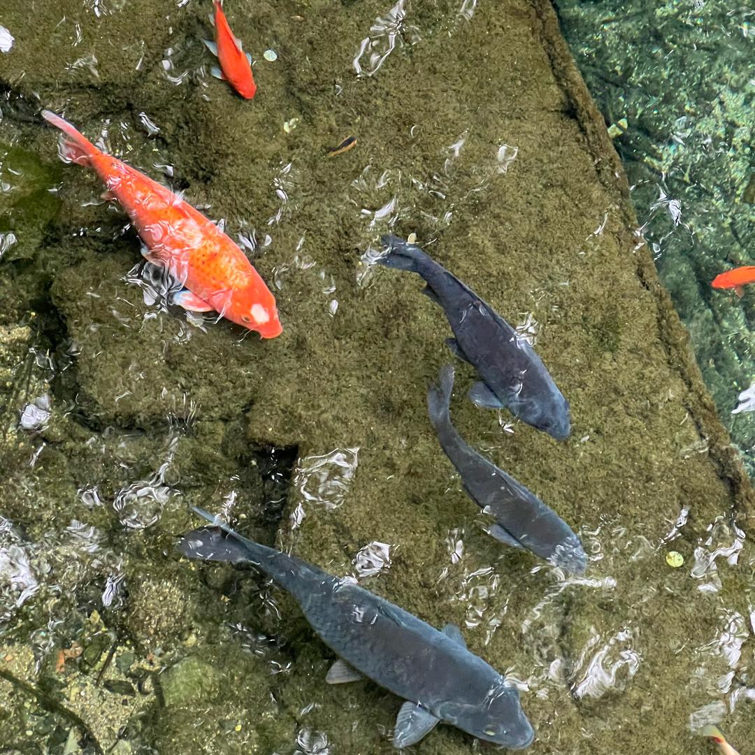 德式小麦