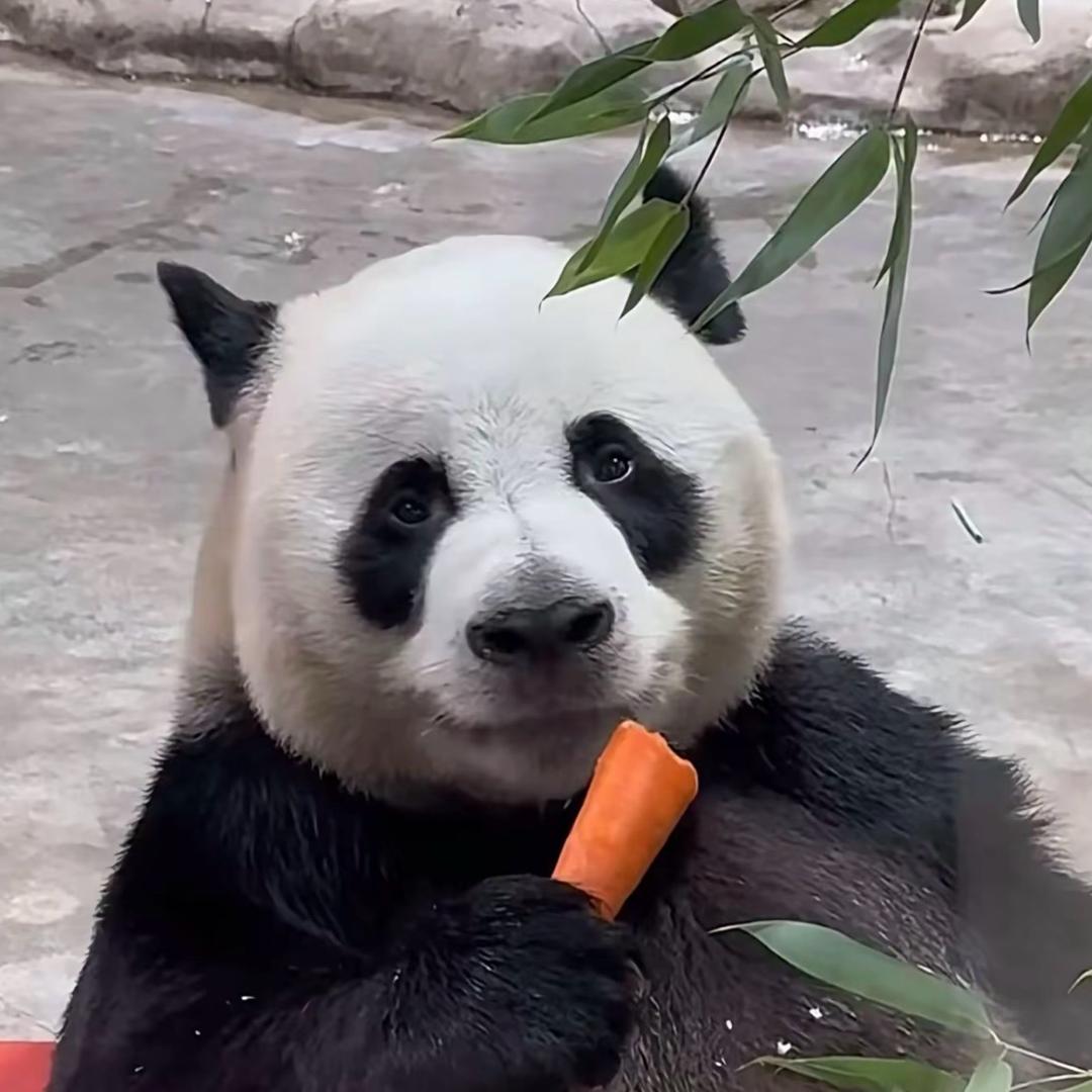 大程子