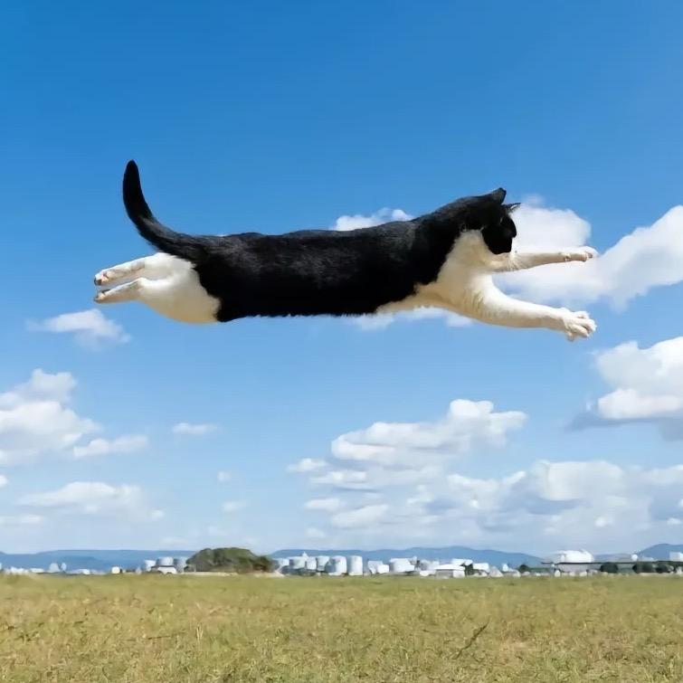 摸一凹猫