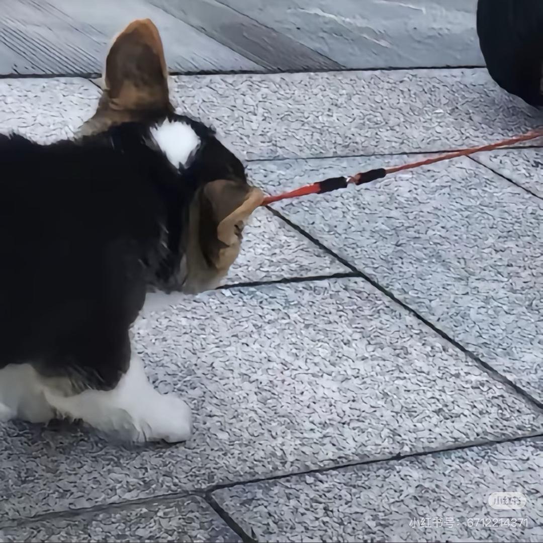 木溪鱼