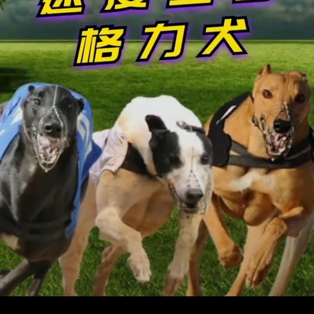 豫D阿飞宠物门诊