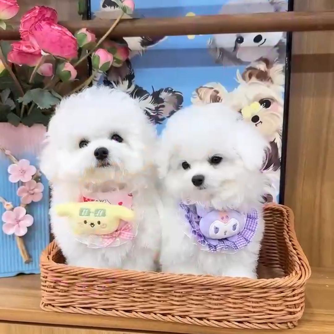 仟宠阁~直播号 4