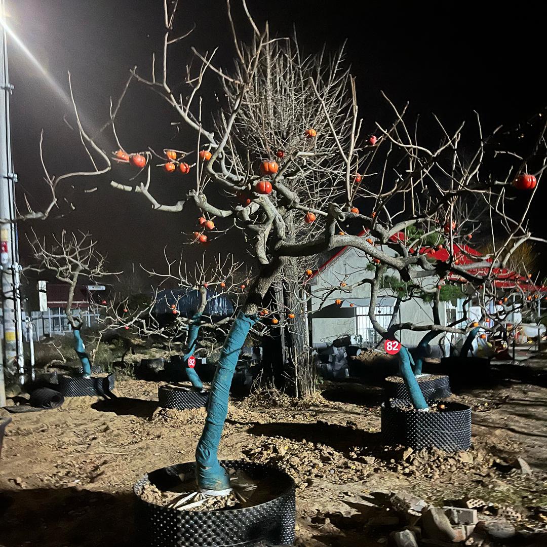 造型龙爪柿子树