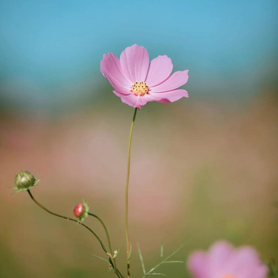 胧月