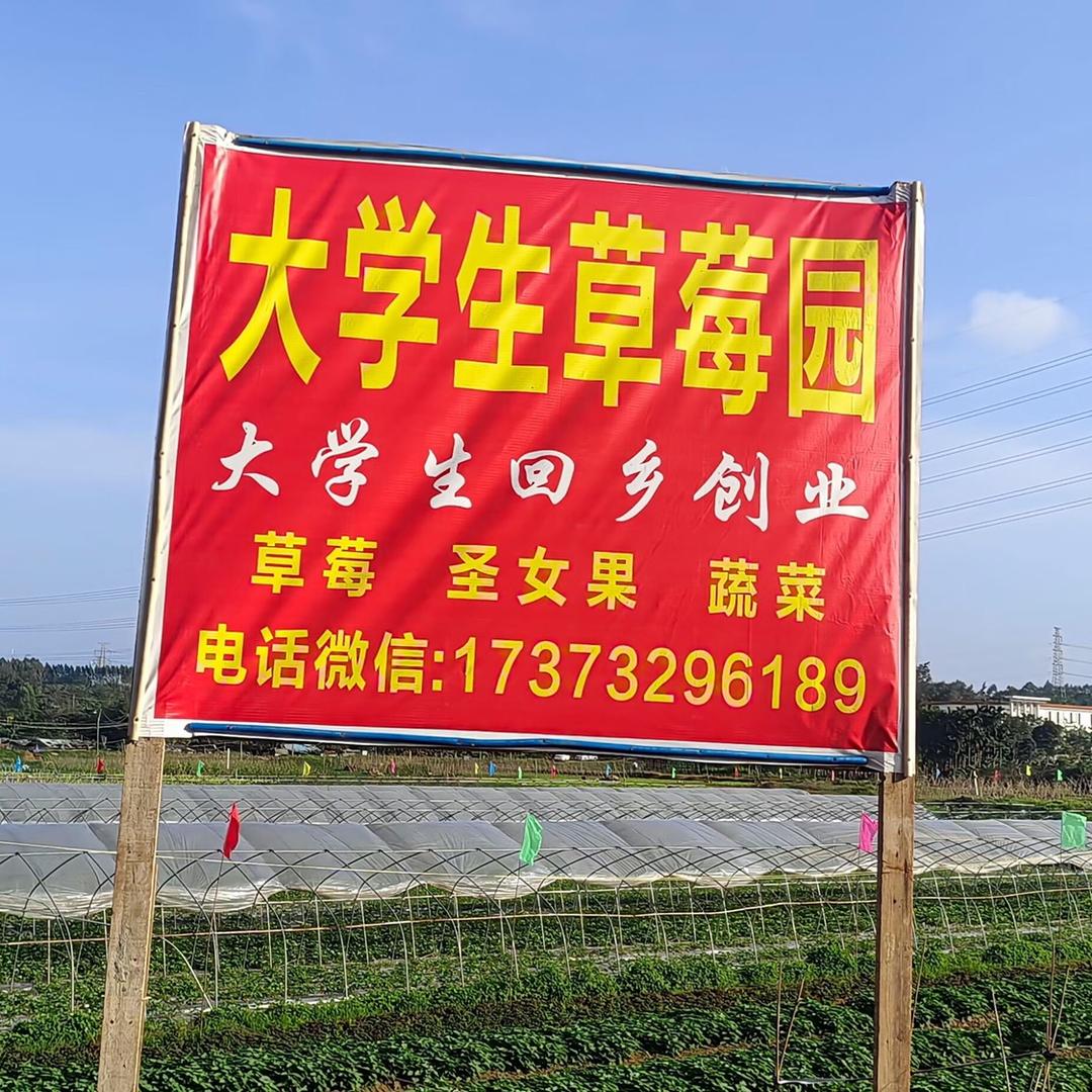 大学生草莓园