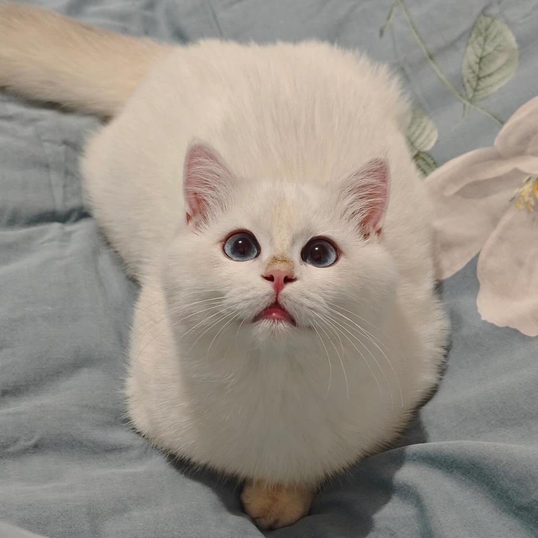 点点妈爱拼豆（接🥚）