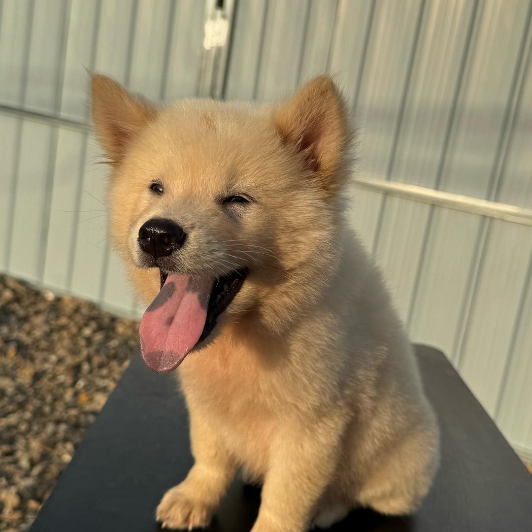 一条龙田园犬