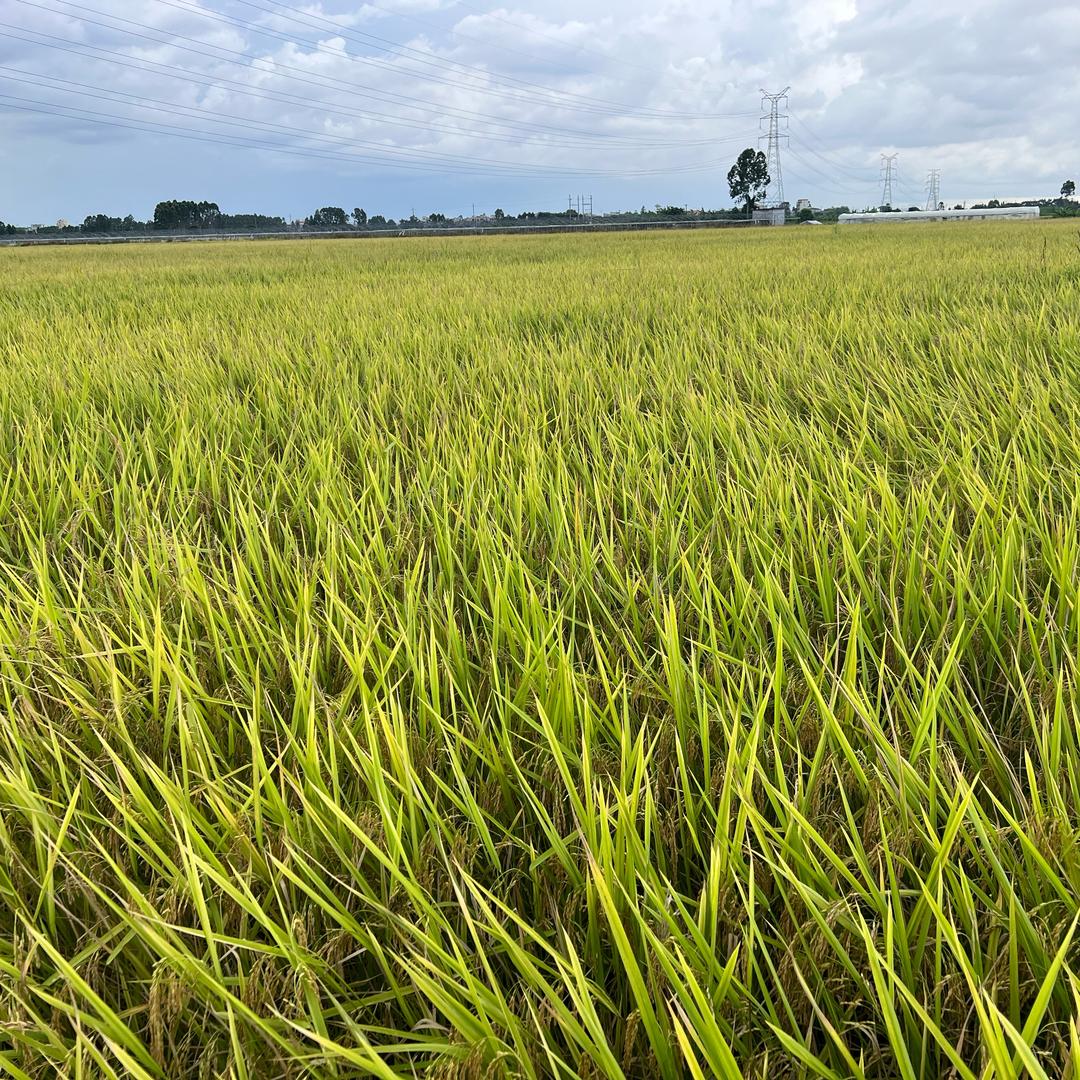 农村小伙🌾
