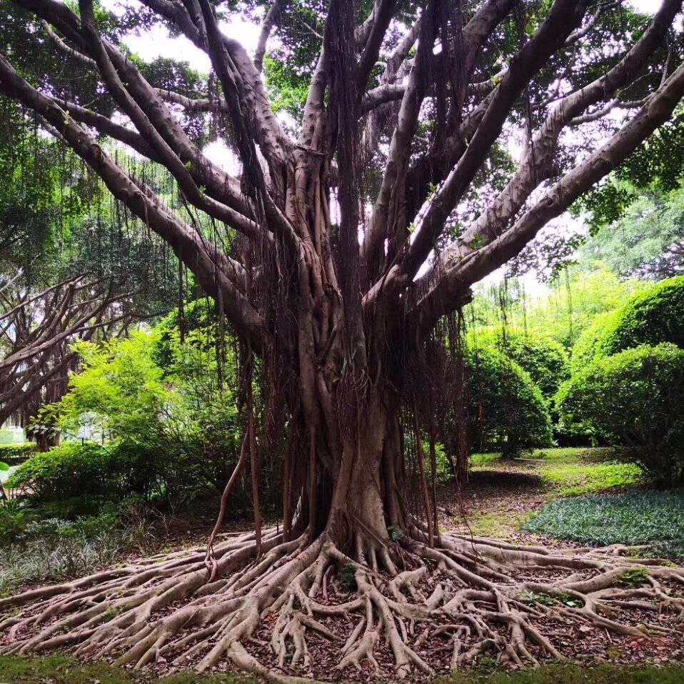 熊建波烧烤（纯穿，碳烤）