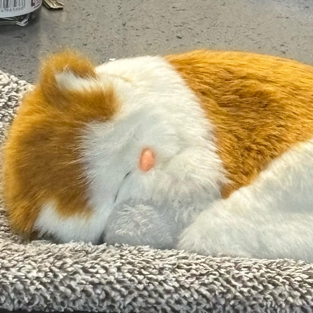 日光煦饿了么
